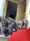 Presa Canario Puppies for sale in 225 Wallace Ave, Kalamazoo, MI 49048, USA. price: $300