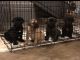 Presa Canario Puppies for sale in Atlanta, GA, USA. price: NA