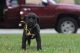 Presa Canario Puppies for sale in Jacksonville, NC, USA. price: NA
