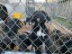 Presa Canario Puppies for sale in 23126 Seminole Park Ln, Spring, TX 77373, USA. price: NA