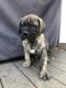 Presa Canario Puppies for sale in Upper Marlboro, MD 20772, USA. price: NA