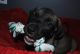 Presa Canario Puppies for sale in Lansing, MI, USA. price: NA