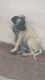 Presa Canario Puppies for sale in Cape Coral, FL 33990, USA. price: NA