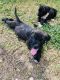 Presa Canario Puppies for sale in Homestead, FL, USA. price: NA