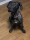 Presa Canario Puppies for sale in Burton Heights, Grand Rapids, MI, USA. price: $400