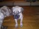 Presa Canario Puppies for sale in Haslett, MI 48840, USA. price: NA