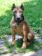 Presa Canario Puppies for sale in Westminster, MD, USA. price: NA