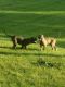 Presa Canario Puppies for sale in St Clair Shores, MI, USA. price: NA