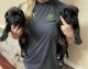 Presa Canario Puppies for sale in Bryson City, NC 28713, USA. price: $2,500