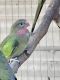 Princess Parrot Birds