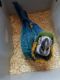 Princess Parrot Birds for sale in Carlsbad, CA, USA. price: NA