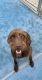 Pudelpointer Puppies for sale in Willis, TX, USA. price: $5,000