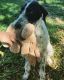 Pudelpointer Puppies for sale in Cypress, TX, USA. price: $350