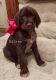 Pudelpointer Puppies for sale in Hooper, UT, USA. price: $600