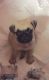 Pudelpointer Puppies for sale in Hawaiian Ct, Orlando, FL 32819, USA. price: NA
