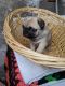 Pug Puppies for sale in Butler, GA 31006, USA. price: NA