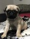 Pug Puppies for sale in Bastrop, TX 78602, USA. price: $600