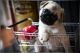 Pug Puppies for sale in Riverside, CA 92503, USA. price: NA