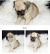 Pug Puppies for sale in Pikeville, KY 41501, USA. price: NA