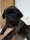 Pug Puppies for sale in Bay City, MI 48708, USA. price: $1,500