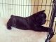 Pug Puppies for sale in Milwaukee, WI, USA. price: $650
