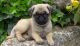 Pug Puppies for sale in Seattle, WA 98118, USA. price: NA