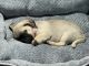 Pug Puppies for sale in Toledo, OH, USA. price: $1,000
