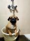 Pug Puppies for sale in Kukatpally Housing Board Colony, Kukatpally, Hyderabad, Telangana, India. price: 10000 INR