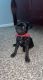 Pug Puppies for sale in Guyton, GA 31312, USA. price: $1,200