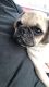 Pug Puppies for sale in Tompkinsville, KY 42167, USA. price: NA