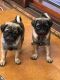 Pug Puppies for sale in Philadelphia, PA, USA. price: NA