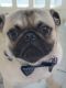 Pug Puppies for sale in San Diego, CA, USA. price: $400