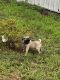 Pug Puppies for sale in Keysville, VA 23947, USA. price: $1,200