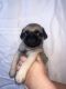 Pug Puppies for sale in Kissimmee, FL, USA. price: NA