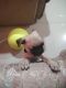 Pug Puppies for sale in Hyderabad, Telangana 500072, India. price: 25000 INR