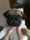 Pug Puppies for sale in Ohio City, Cleveland, OH, USA. price: NA