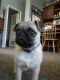 Pug Puppies for sale in Strongsville, OH, USA. price: NA