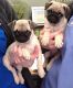 Pug Puppies for sale in California Ave, South Gate, CA, USA. price: NA