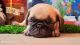 Pug Puppies for sale in Omicron I, Greater Noida, Uttar Pradesh 201310, India. price: NA