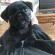 Pug Puppies for sale in Cleveland, OH 44103, USA. price: NA
