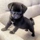 Pug Puppies for sale in Columbus, OH 43201, USA. price: NA