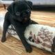 Pug Puppies for sale in Denver, CO 80215, USA. price: $500