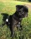 Pug Puppies for sale in Detroit, MI 48202, USA. price: $500