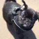 Pug Puppies for sale in El Paso, TX 79925, USA. price: NA