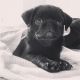 Pug Puppies for sale in Indianapolis, IN 46203, USA. price: $500