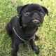 Pug Puppies for sale in Jacksonville, FL 32218, USA. price: NA