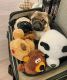 Pug Puppies for sale in Oakwood, CA 90004, USA. price: NA