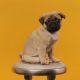 Pug Puppies for sale in BRWNSBORO VLG, KY 40207, USA. price: NA