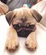 Pug Puppies for sale in Memphis, TN 38111, USA. price: NA