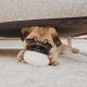 Pug Puppies for sale in Nashville, TN 37207, USA. price: $500